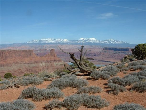 Dead Horse Point tree